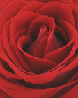 「La vie en Rose」（ラ ヴィ アン ローズ・バラ色の人生）の由来